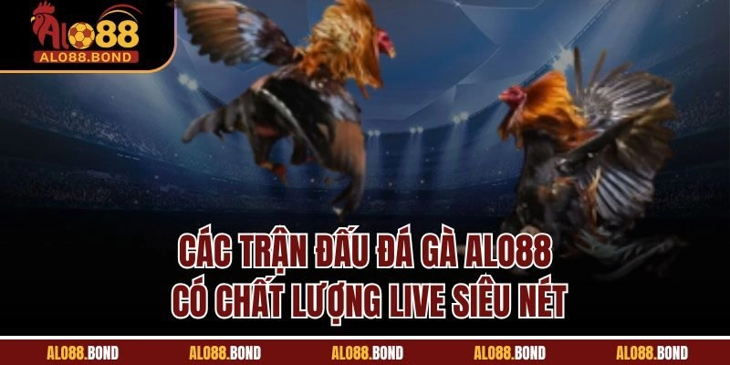 Các trận đấu đá gà Alo88 có chất lượng live siêu nét