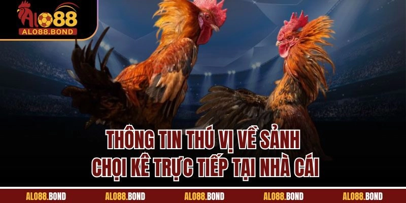 Thông tin thú vị về sảnh chọi kê trực tiếp tại nhà cái